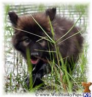 wolf dog puppy posted by Wolf Husky Pups
